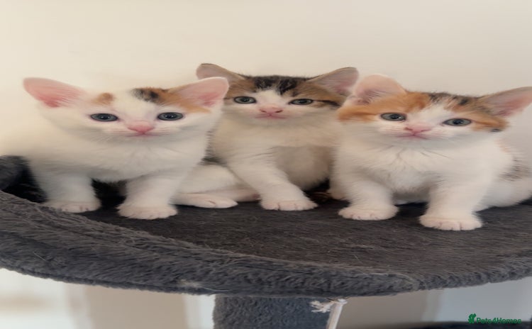 Domestic Shorthair cats - Advert 9