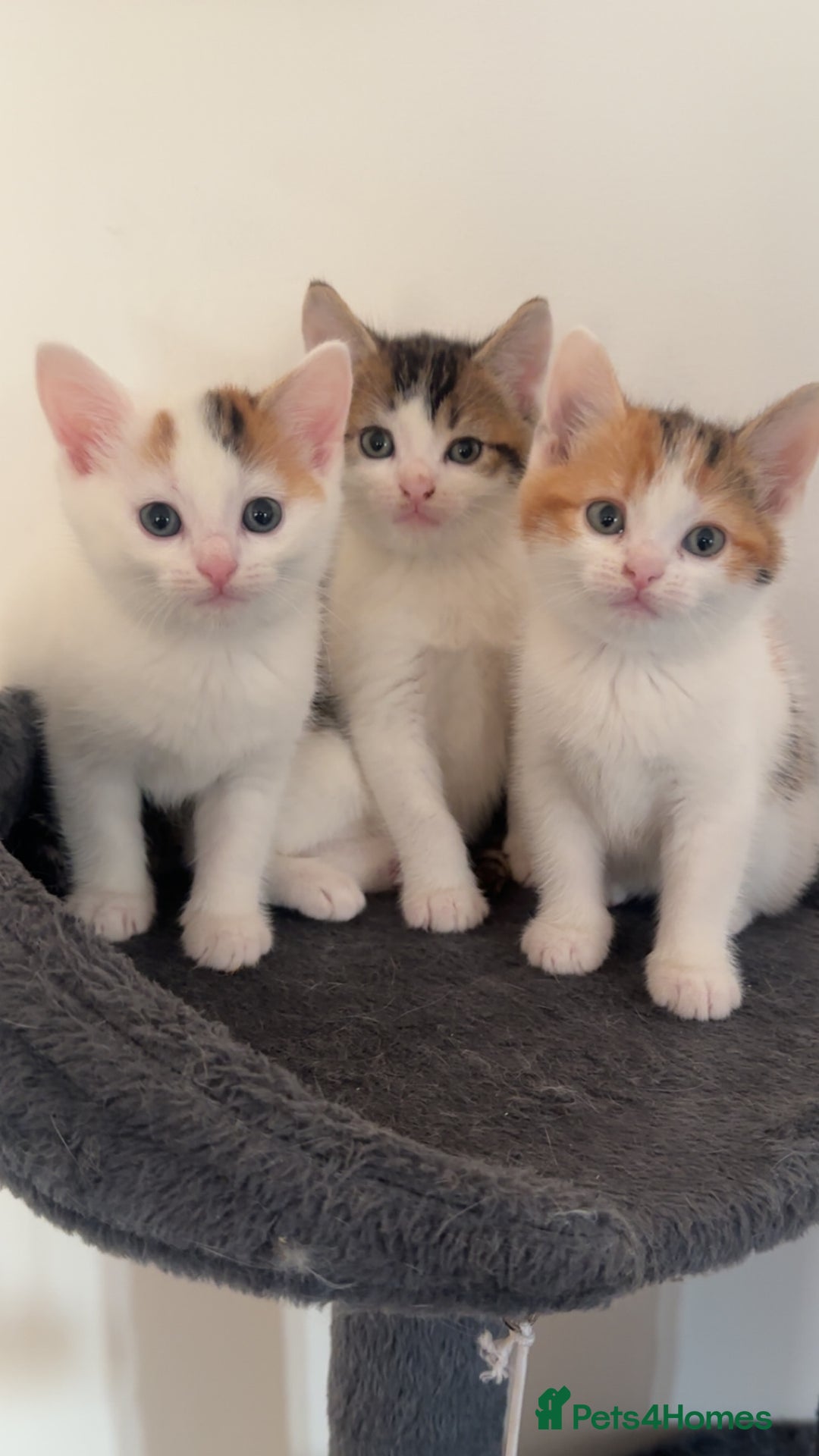 Domestic Shorthair cats for sale: Beautiful kittens ready to go - Image 1