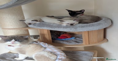Ragdoll cats - Advert 3