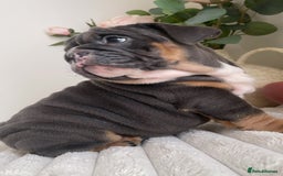 English Bulldog dogs for sale: Top quality English bulldog puppies  - Image 22