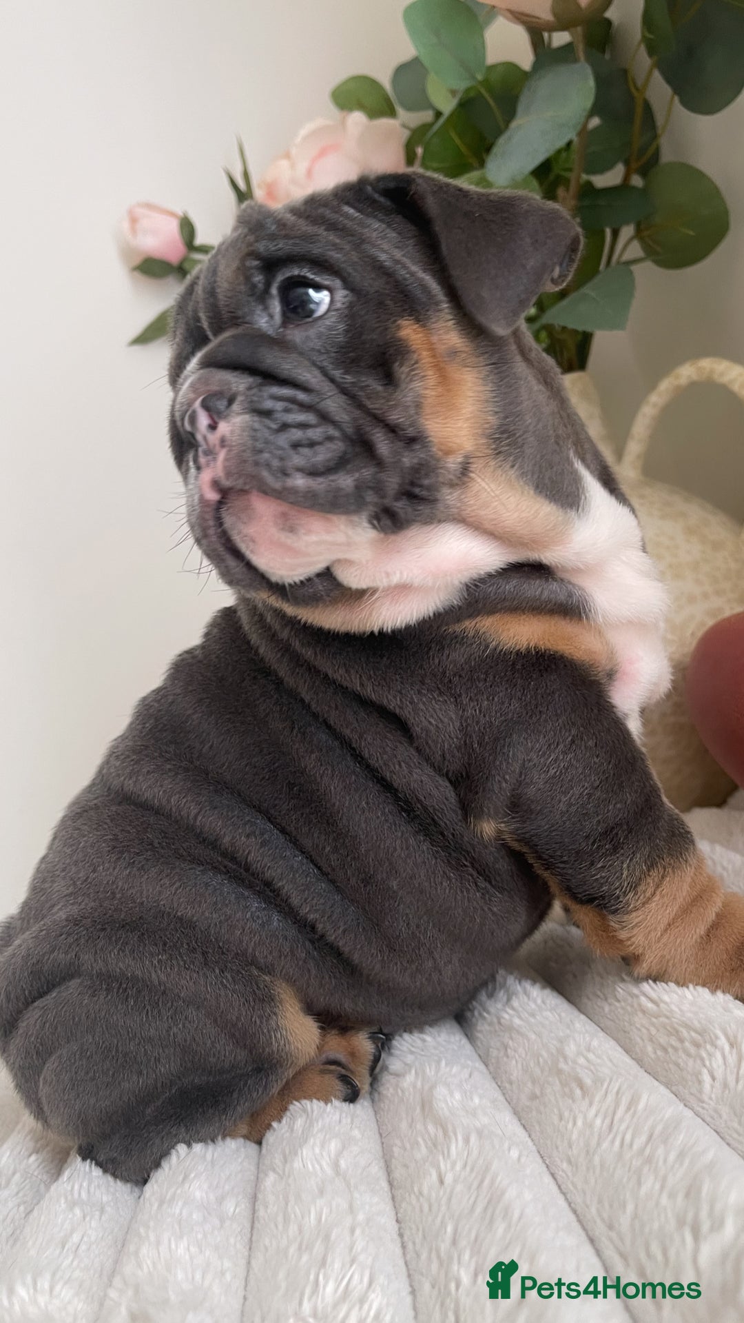English Bulldog dogs for sale: Top quality English bulldog puppies  - Image 22