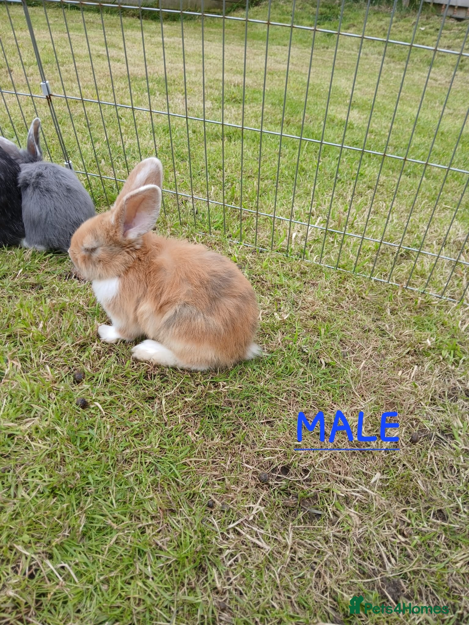 Mixed Breed rabbits Mini lop cross babies  - Advert 17