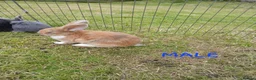 Mixed Breed rabbits for sale: Mini lop cross babies  - Advert 3