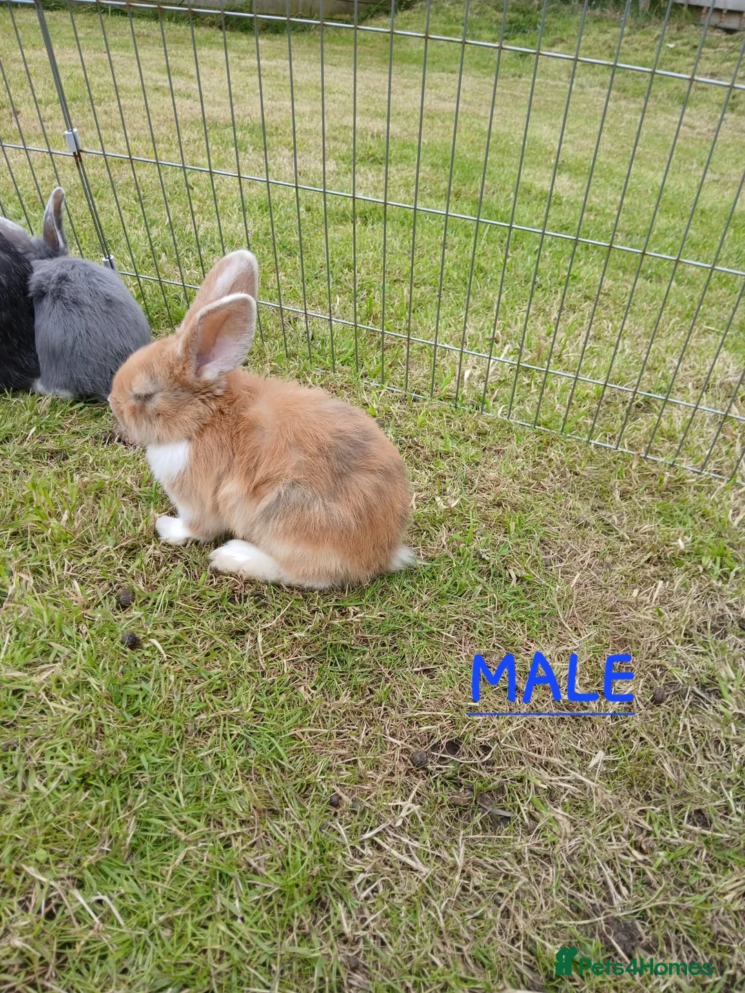 Mixed Breed rabbits for sale: Mini lop cross babies  - Advert 1
