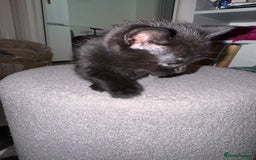 Mixed Breed cats for sale: 🐾 Beautiful Black & Tuxedo Kittens - Advert 6