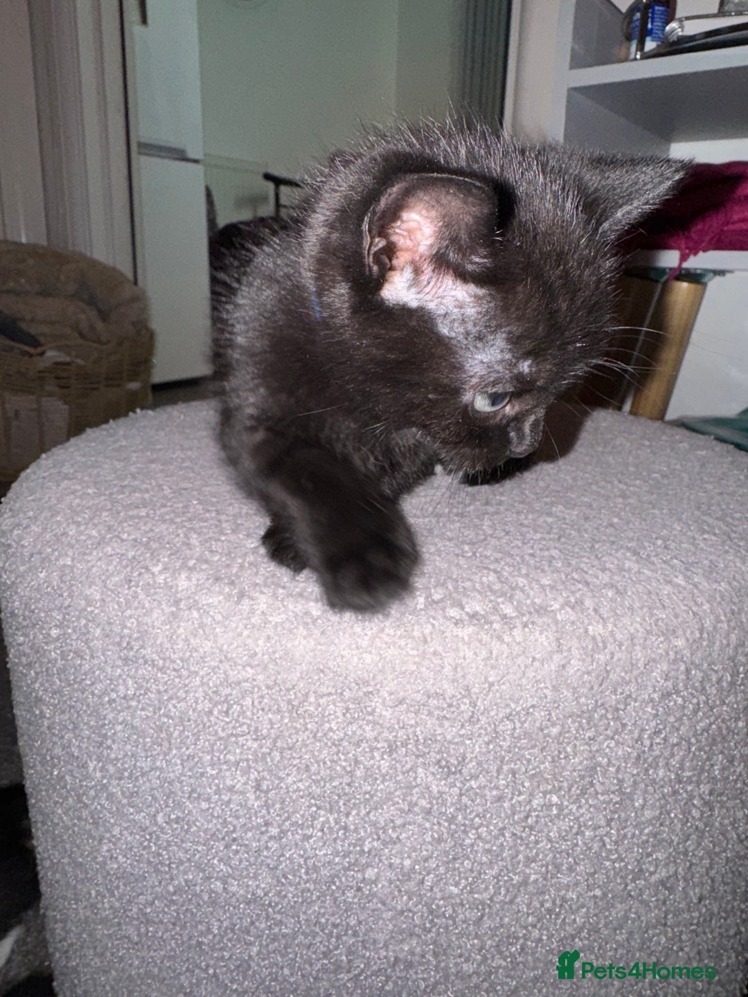 Mixed Breed cats for sale: 🐾 Beautiful Black & Tuxedo Kittens - Advert 6