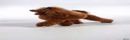 Cavapoo dogs for sale: ADORABLE DNA TESTED TOY CAVAPOO PUPPY'S  - Advert 20