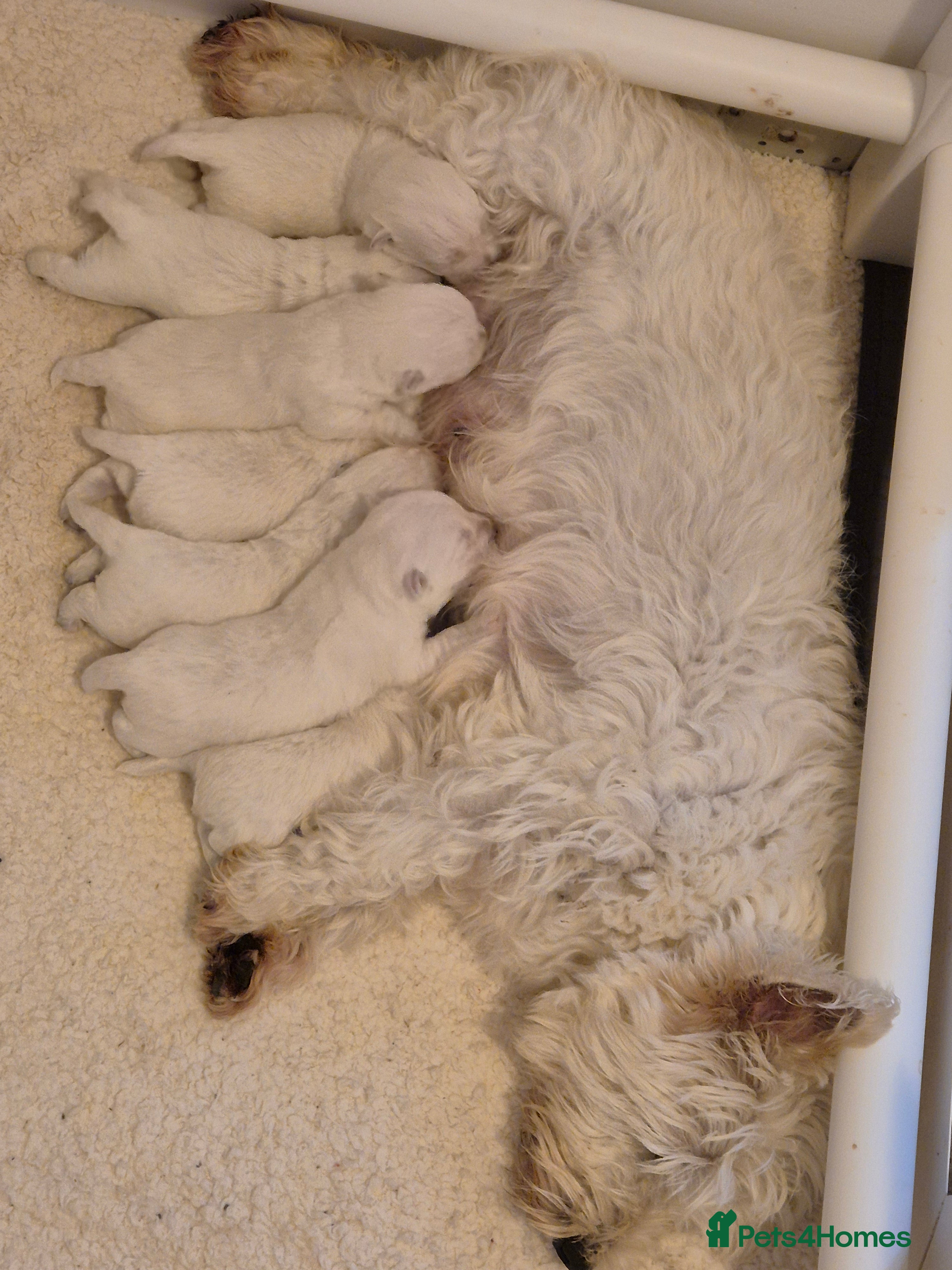 West Highland Terrier dogs Westhighland Terrier puppies - Advert 1