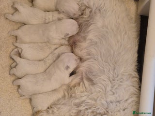 West Highland Terrier dogs Westhighland Terrier puppies - Advert 3