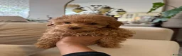 Toy Poodle dogs for sale: Gorgeous tiny toy poodle puppies  - Advert 8