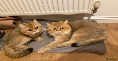 British Shorthair cats - Advert 16