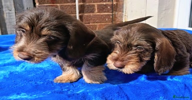 Miniature Dachshund dogs - Advert 13