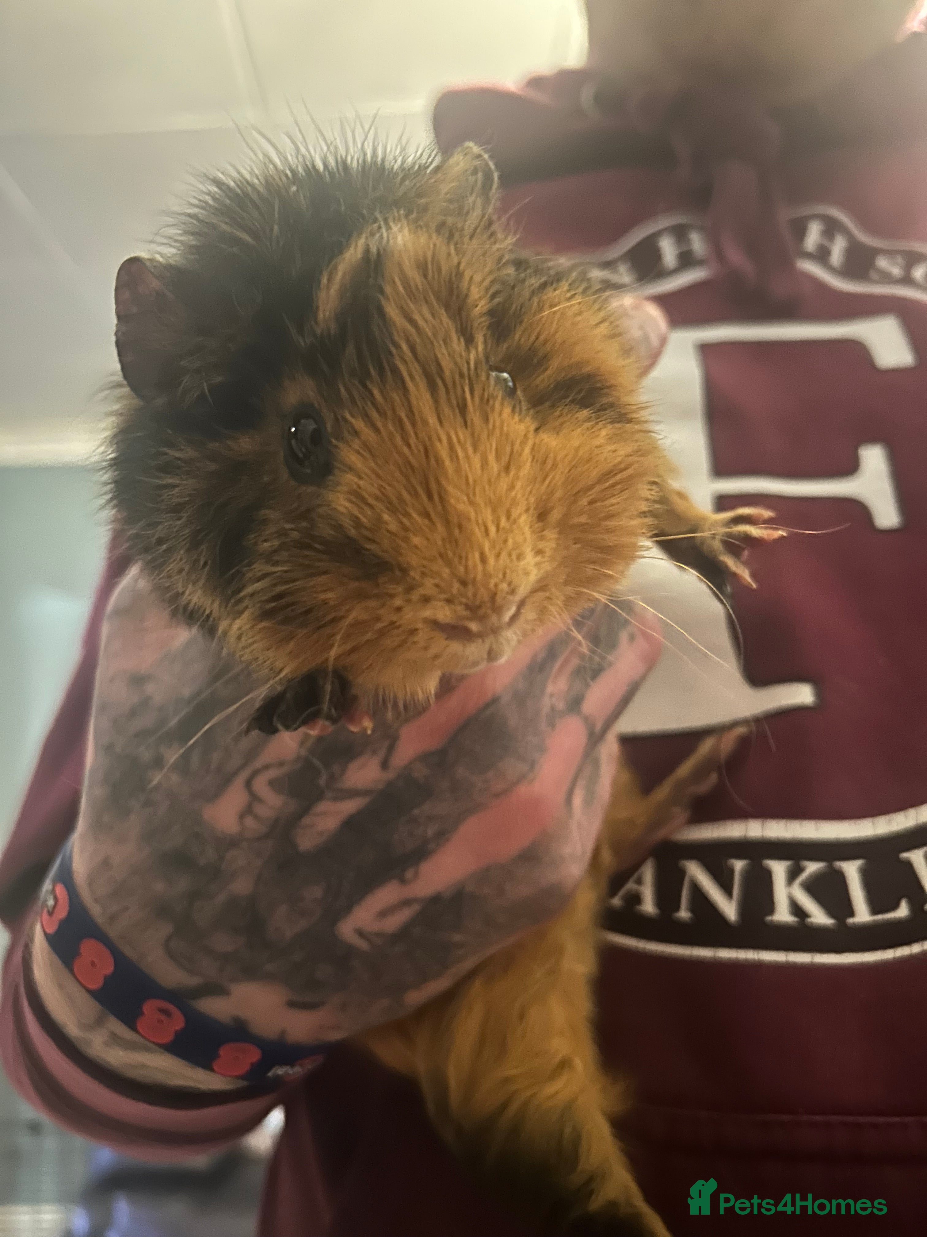 Guinea Pig rodents Guinea pigs for sale  - Advert 1