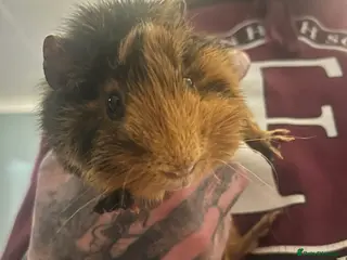 Guinea Pig rodents Guinea pigs for sale - Advert 1