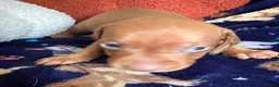 Miniature Dachshund dogs for sale: Kc reg 5 mini dachshund for sale  - Advert 30