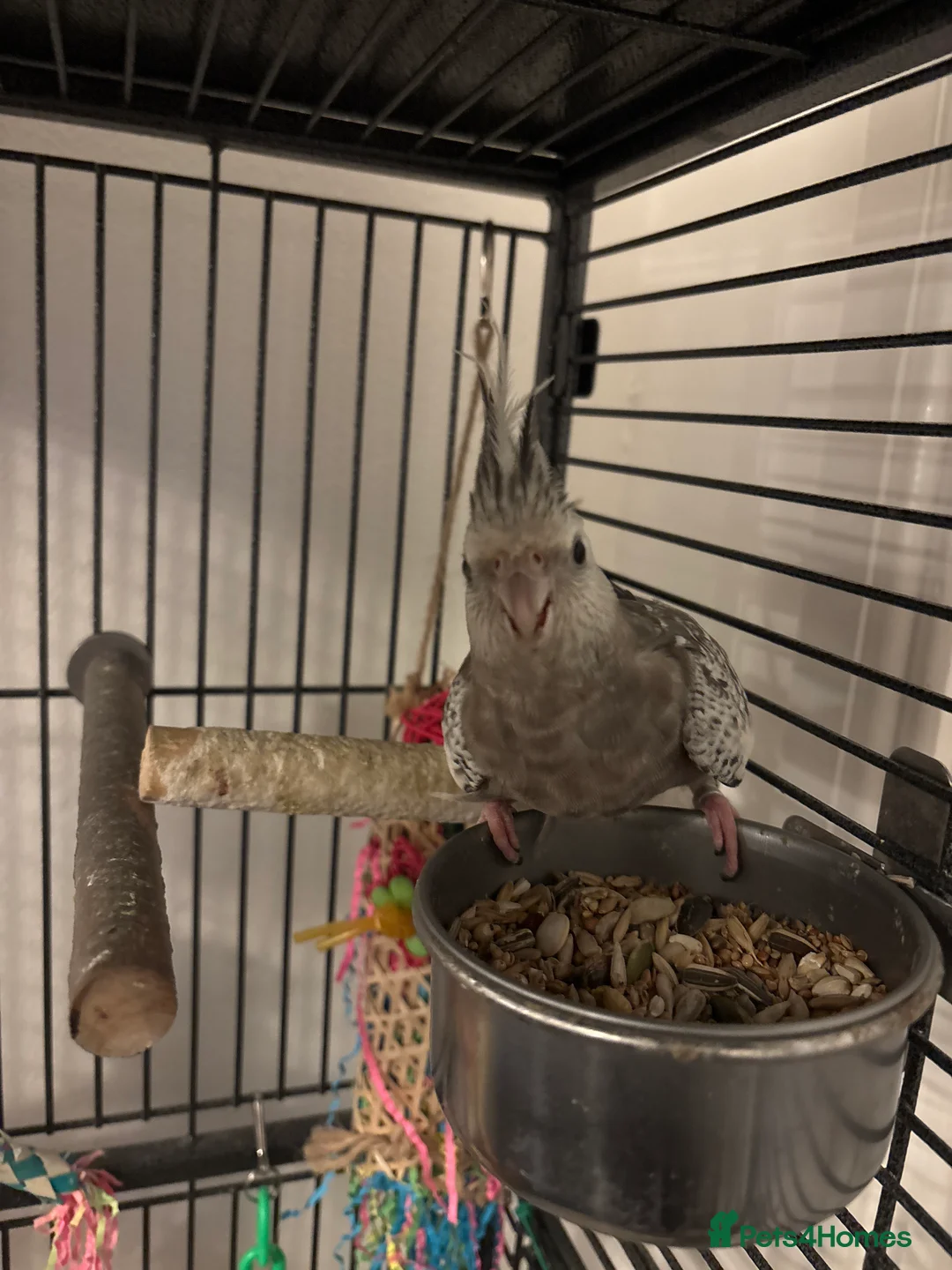 Parrots birds for sale: Cockatiel - Advert 2