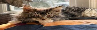 Maine Coon 1