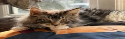 Maine Coon cats for sale: Stunning Gccf reg maine coon kittens  - Advert 6