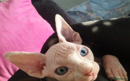 Sphynx cats for sale: Baby Sphynx Kitten - Image 6