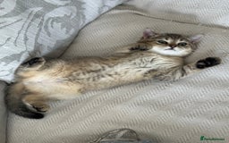 British Shorthair cats for sale: ‼️Ready now, last kitten left TICA registered  - Image 23