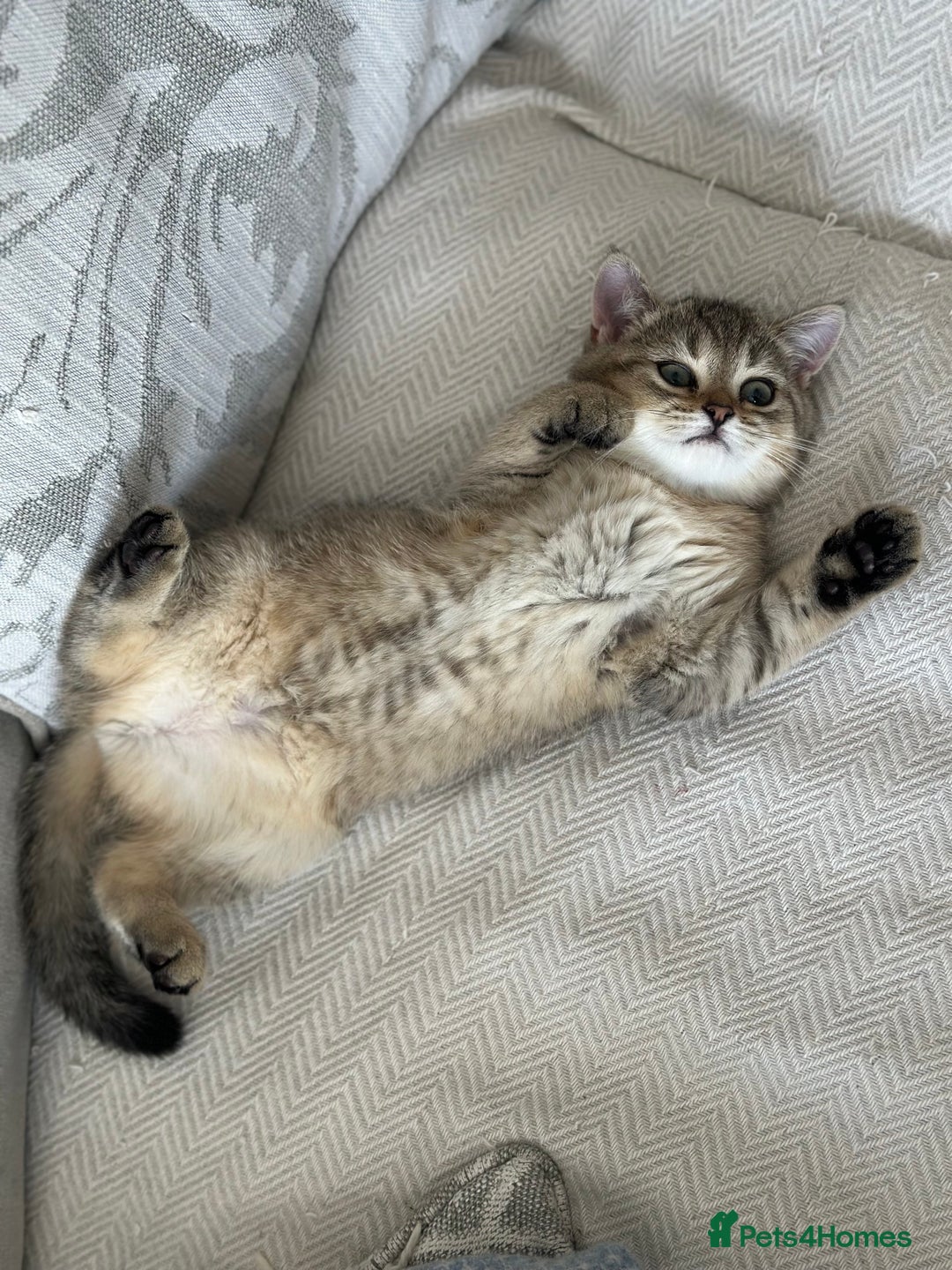 British Shorthair cats for sale: ‼️Ready now, last kitten left TICA registered  - Image 23