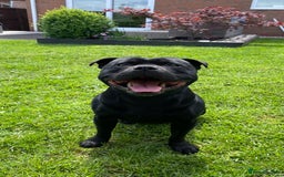 Staffordshire Bull Terrier dogs for stud: Phenomenal fertility- New Stud dog 2025 - Image 4