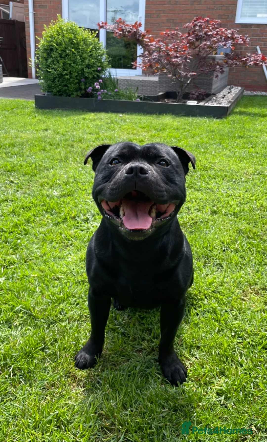 Staffordshire Bull Terrier dogs for stud: Phenomenal fertility- New Stud dog 2025 - Advert 8