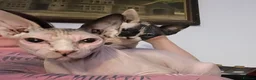 Sphynx cats for sale: Adorable Sphynx kittens  - Advert 2