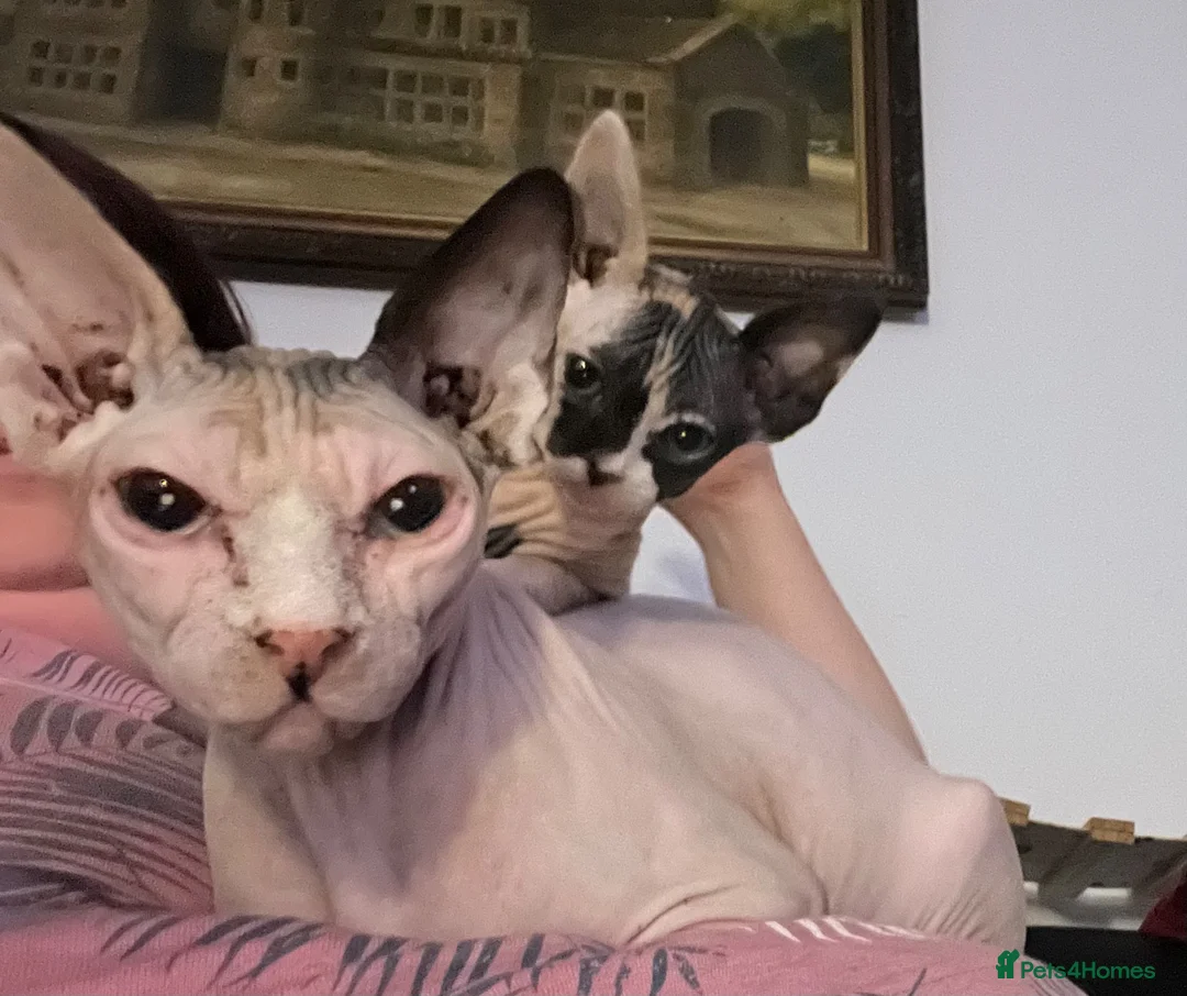 Sphynx cats for sale: Adorable Sphynx kittens  - Advert 2