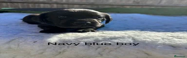 Navy blue Boy