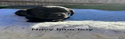Labrador Retriever dogs for sale: Labrador puppies - Advert 5