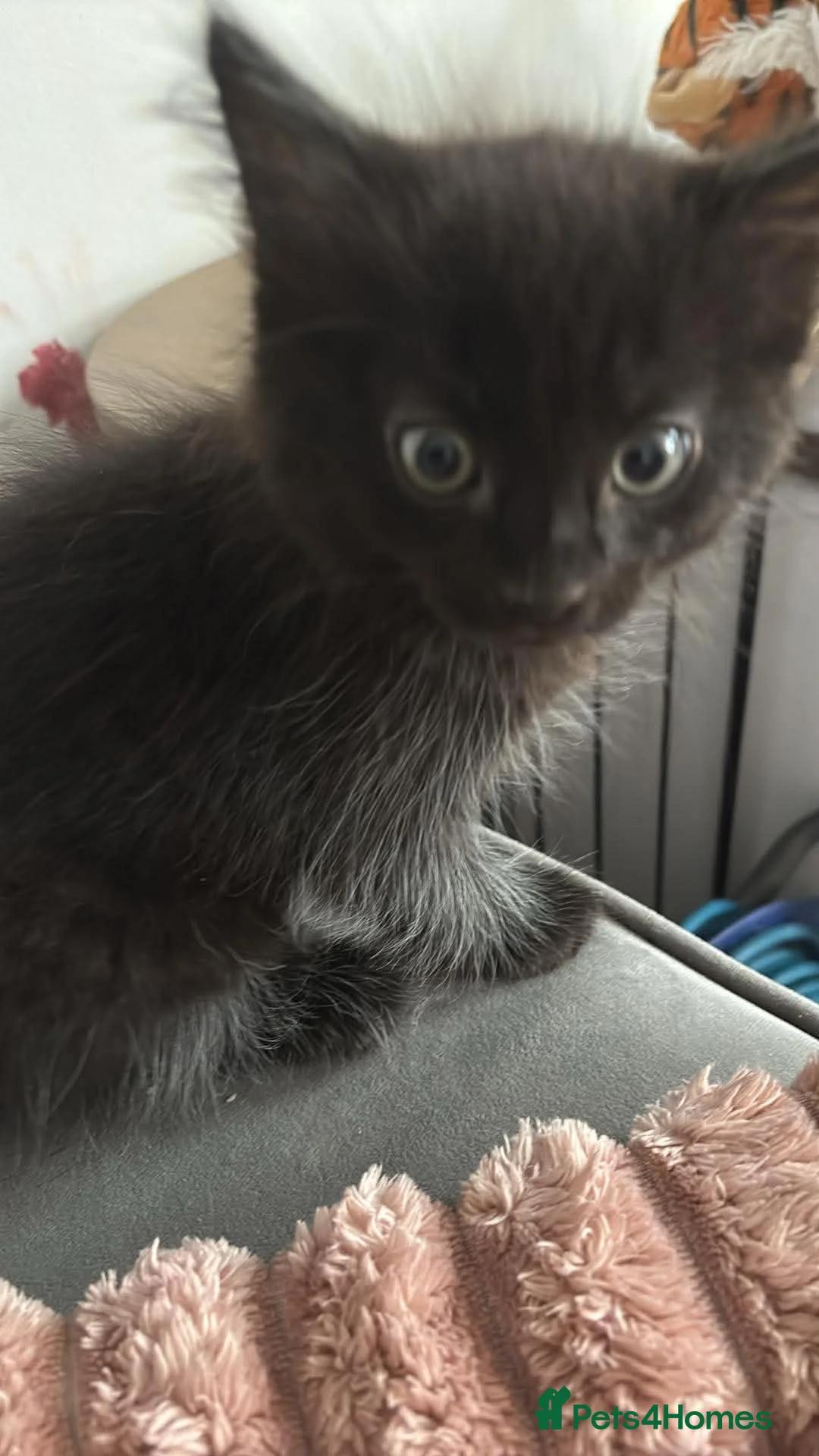 Norwegian Forest Cat cats for sale: 3 kittens - Advert 2