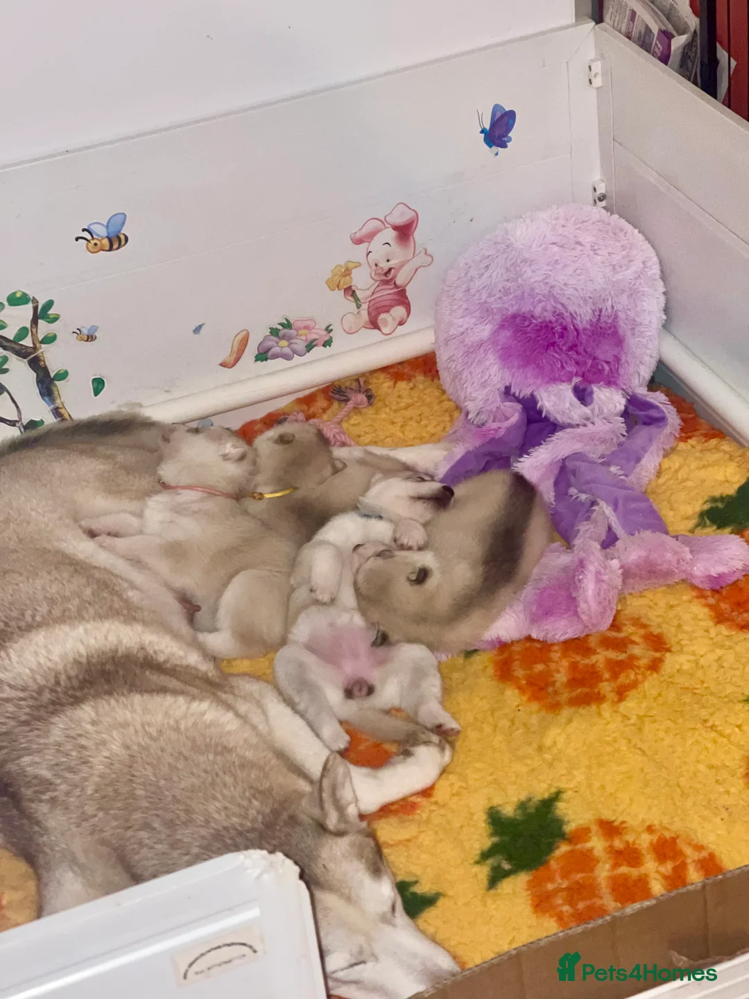 Siberian Husky dogs for sale: KC REGISTERED STUNNING CHUNKY PUPS - Advert 3