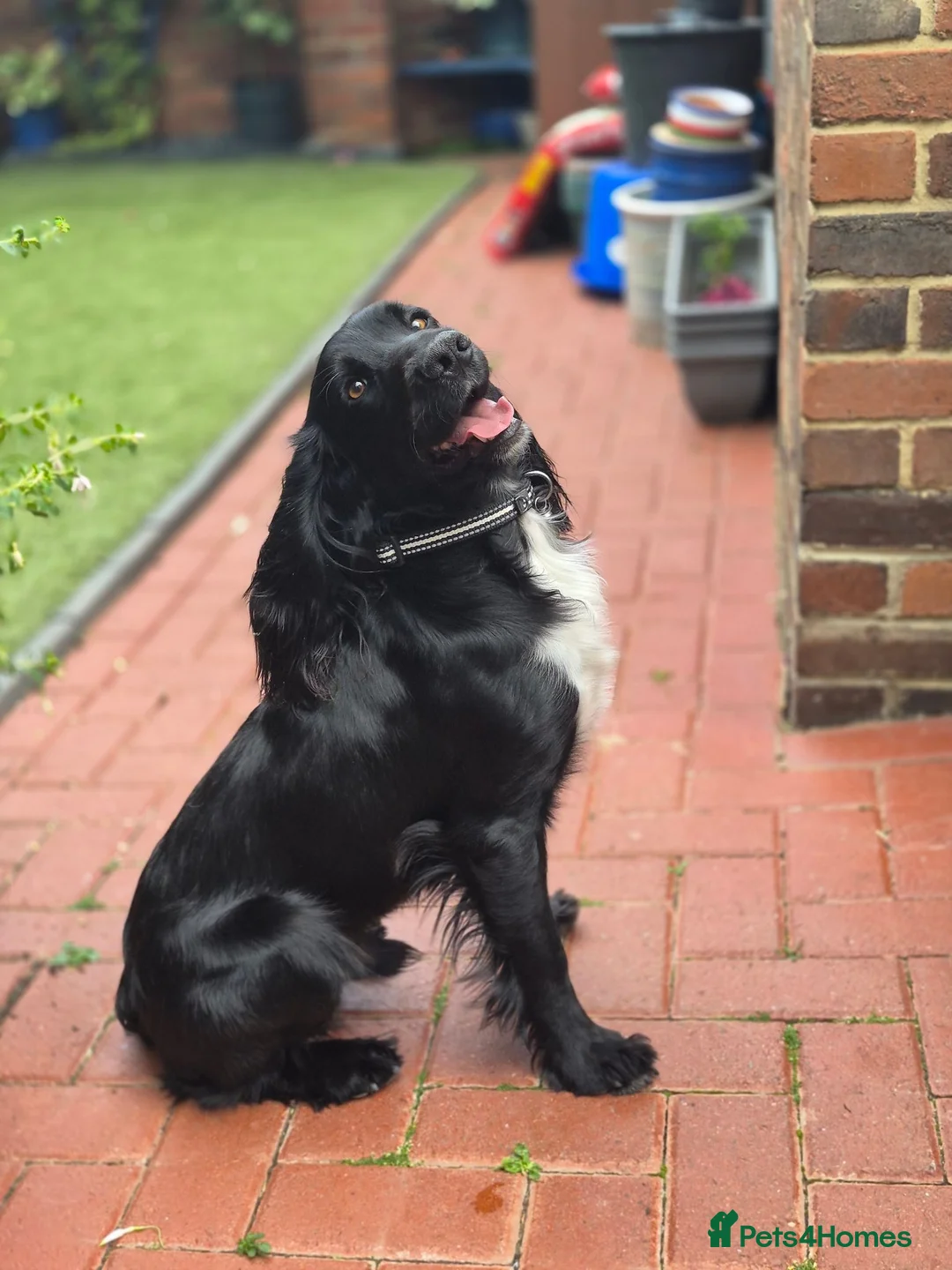 Cocker Spaniel dogs for sale: Working Cocker Spanial in East Boldon - Advert 4