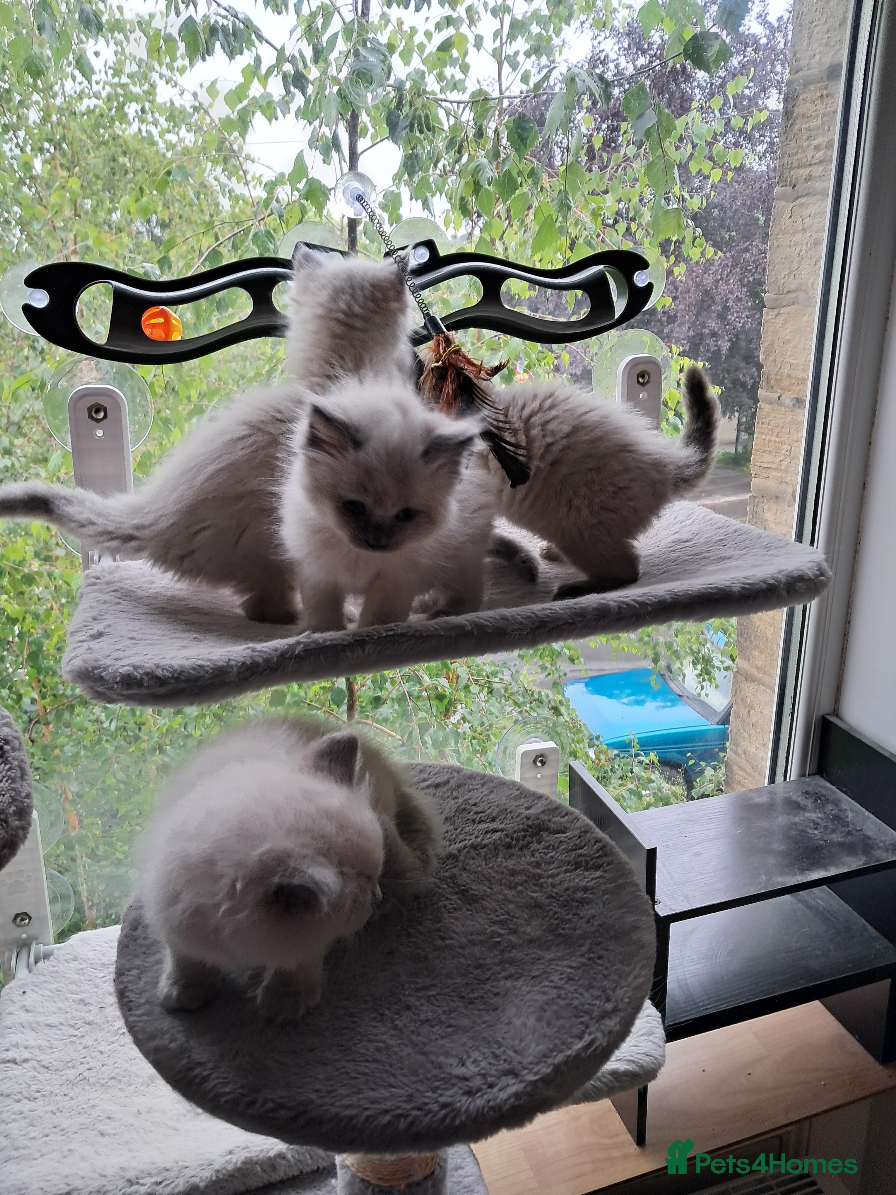 Ragdoll cats Pure bred beautiful Ragdoll kittens - Advert 2