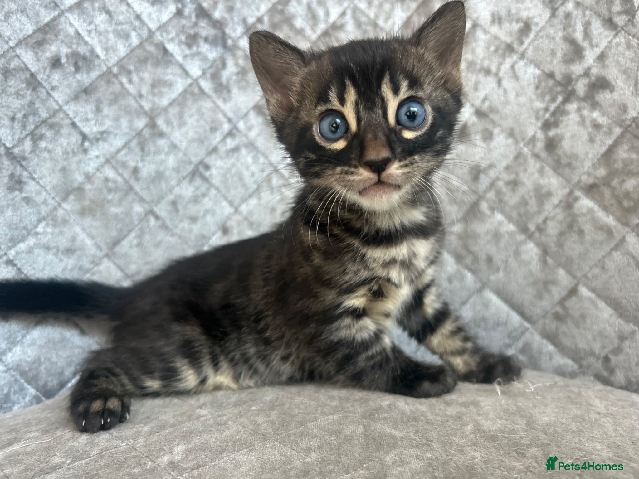 Bengal cats Gorgeous litter of TICA registered bengal kittens  - Advert 5