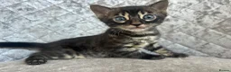 Bengal cats for sale: Gorgeous litter of TICA registered bengal kittens  - Advert 3