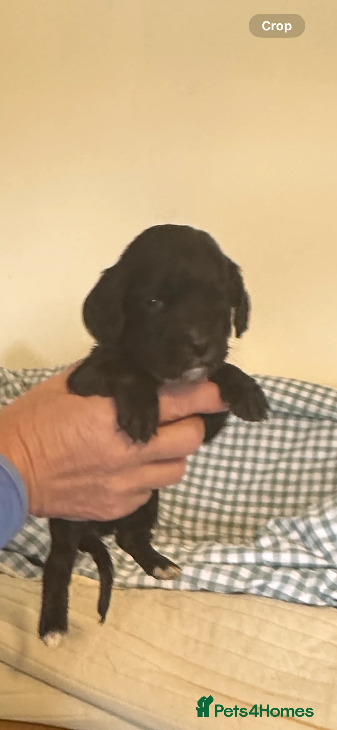 Cocker Spaniel dogs for sale: 1,500 - Advert 14
