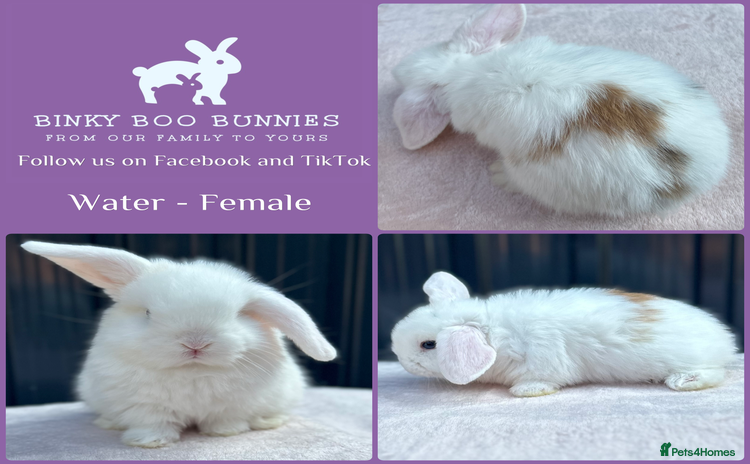 Mini Lop rabbits - Advert 12
