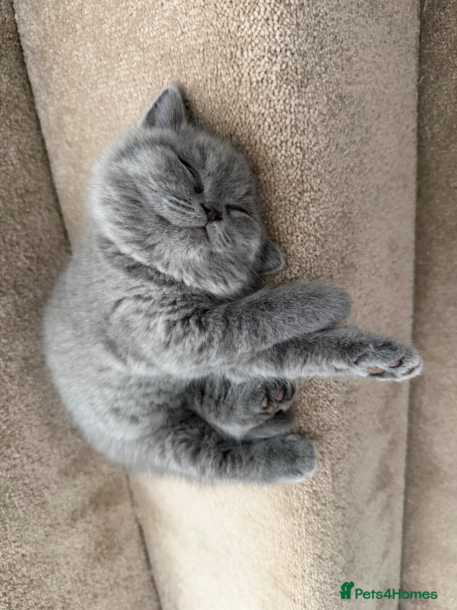 British Shorthair cats British shorthair 🩷🌸 - Advert 2