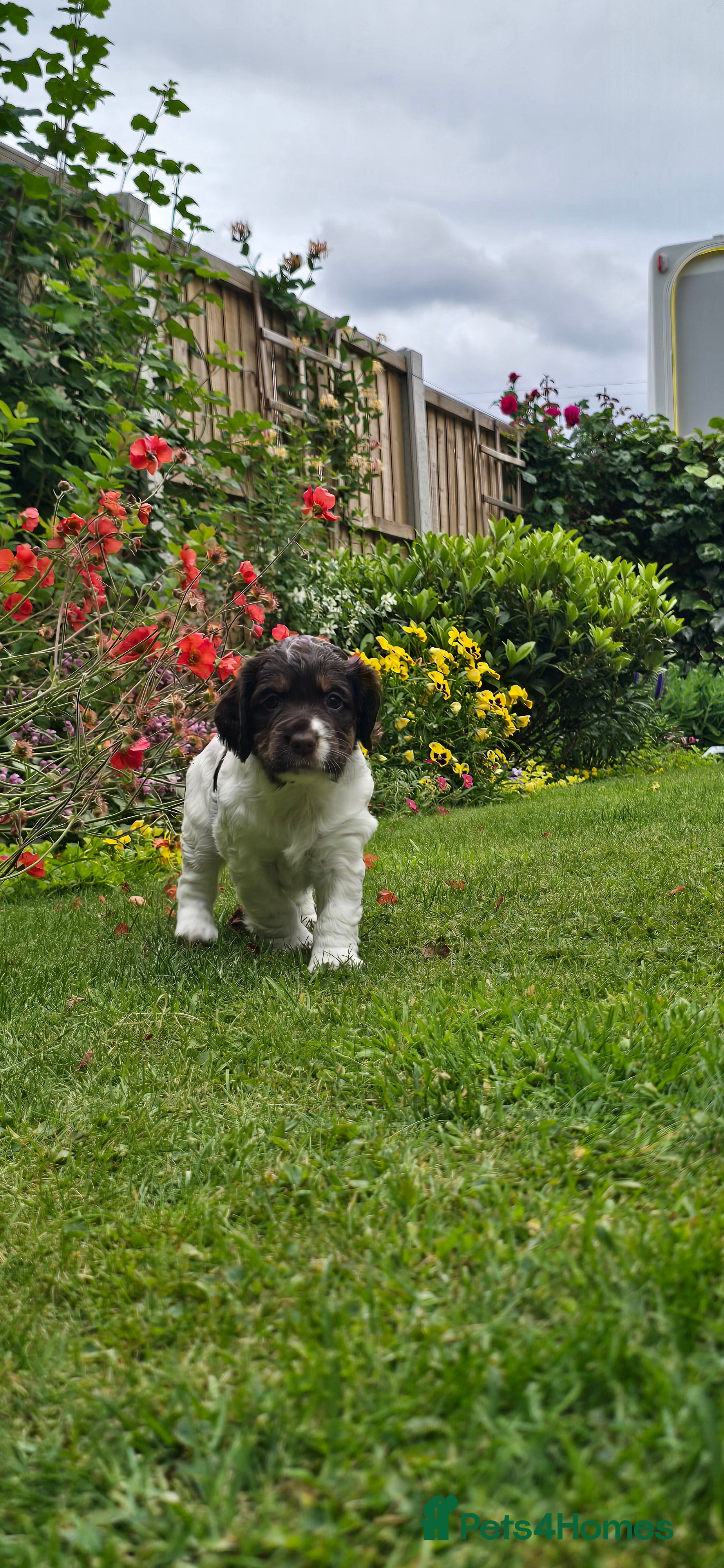 Cocker Spaniel dogs Working Cocker Spaniel Puppies - Advert 4