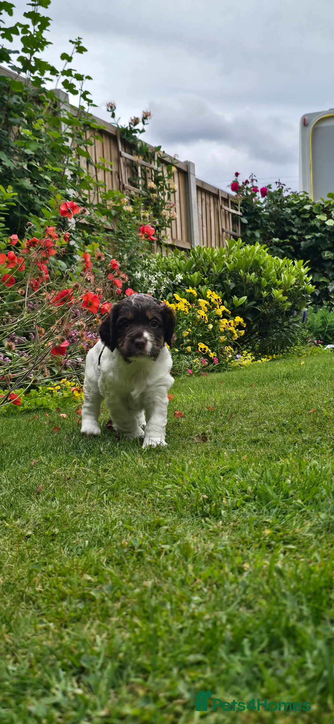Cocker Spaniel dogs for sale: Working Cocker Spaniel Puppies - Advert 1