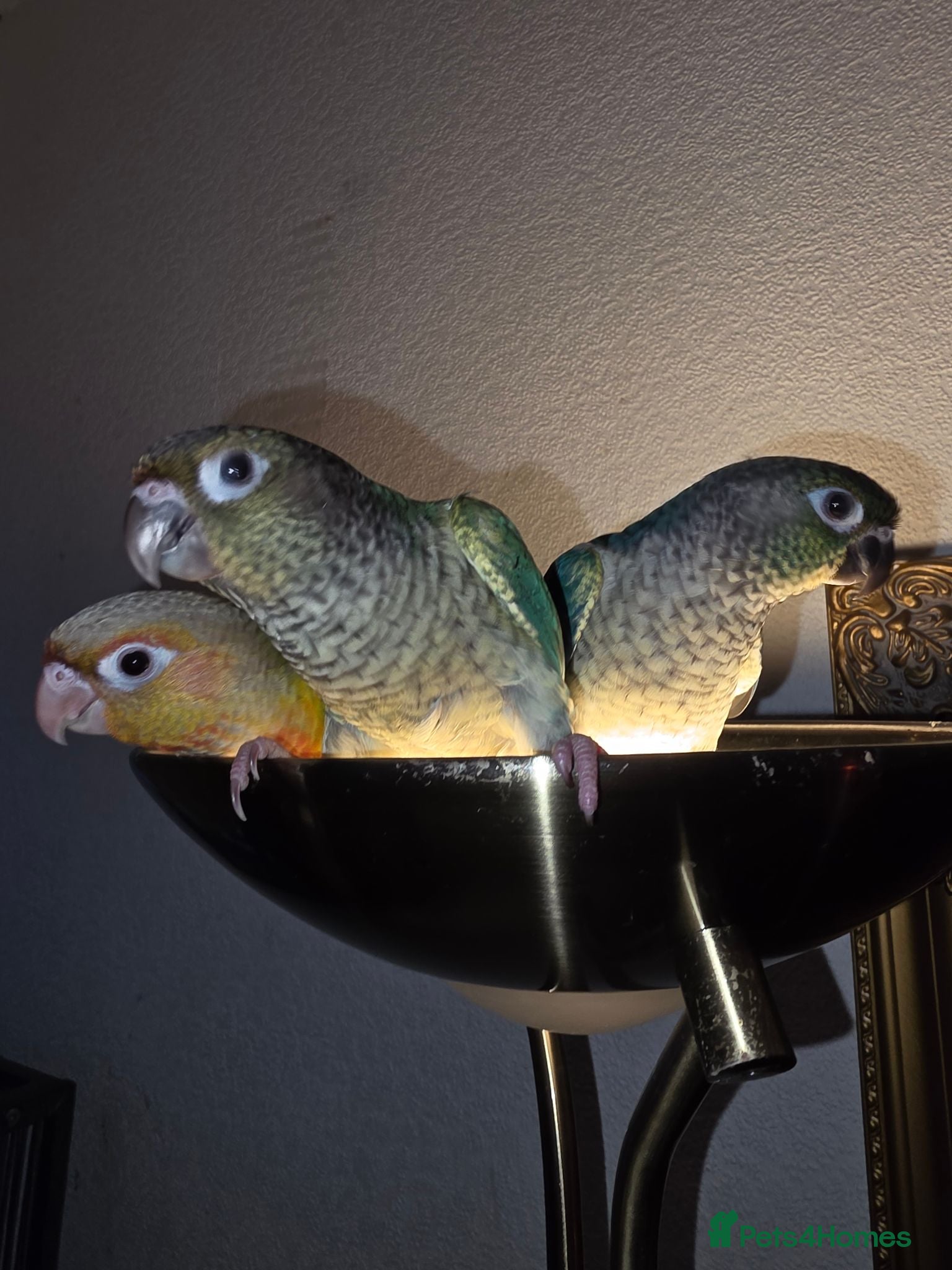 Conures birds Hand reared tame 4 left! - Advert 2