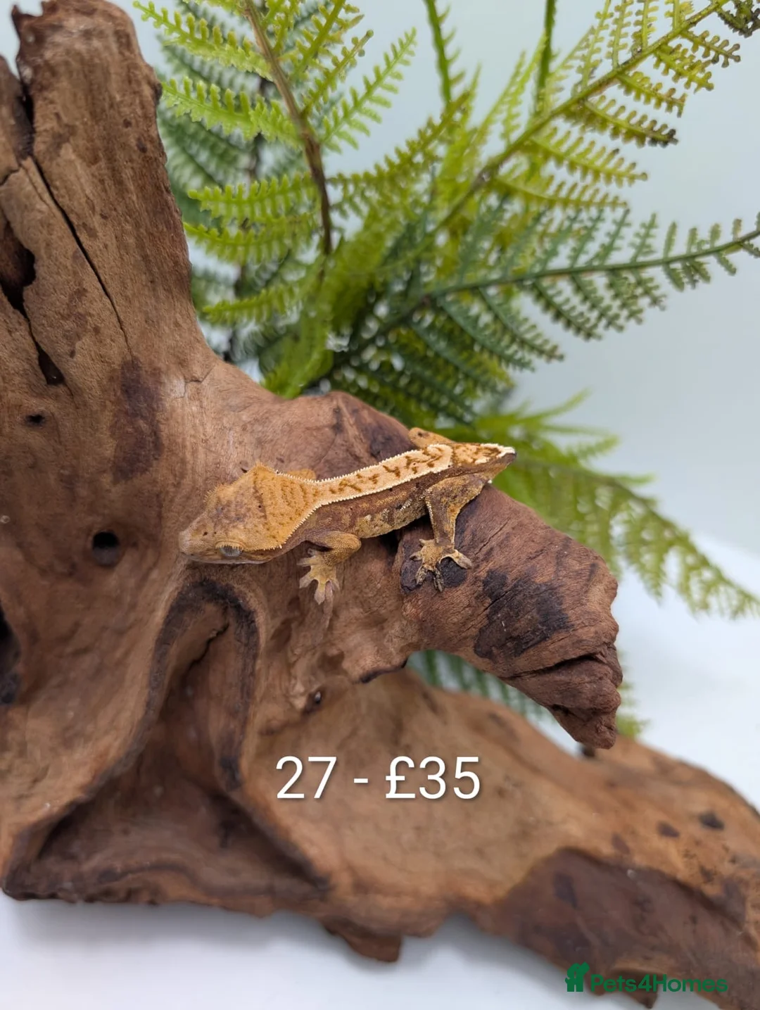 Gecko reptiles for sale: Beautiful Mix of Crested Geckos - Advert 25