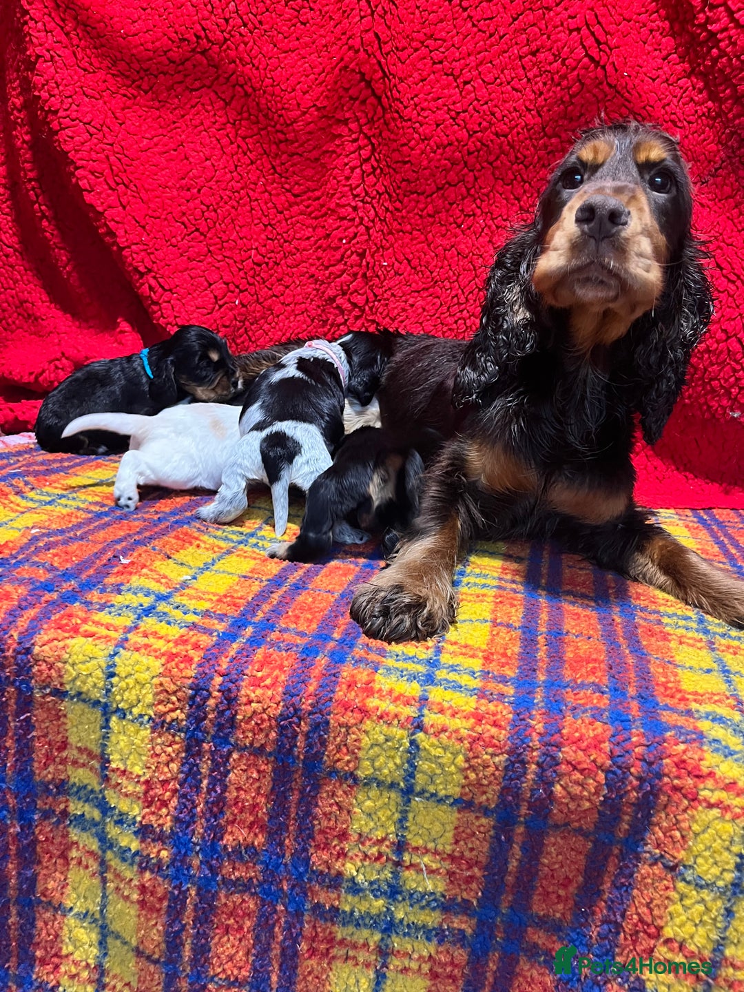 Cocker Spaniel dogs for sale: Kc Reg Cocker Spaniels parents DNA Clear  - Advert 10