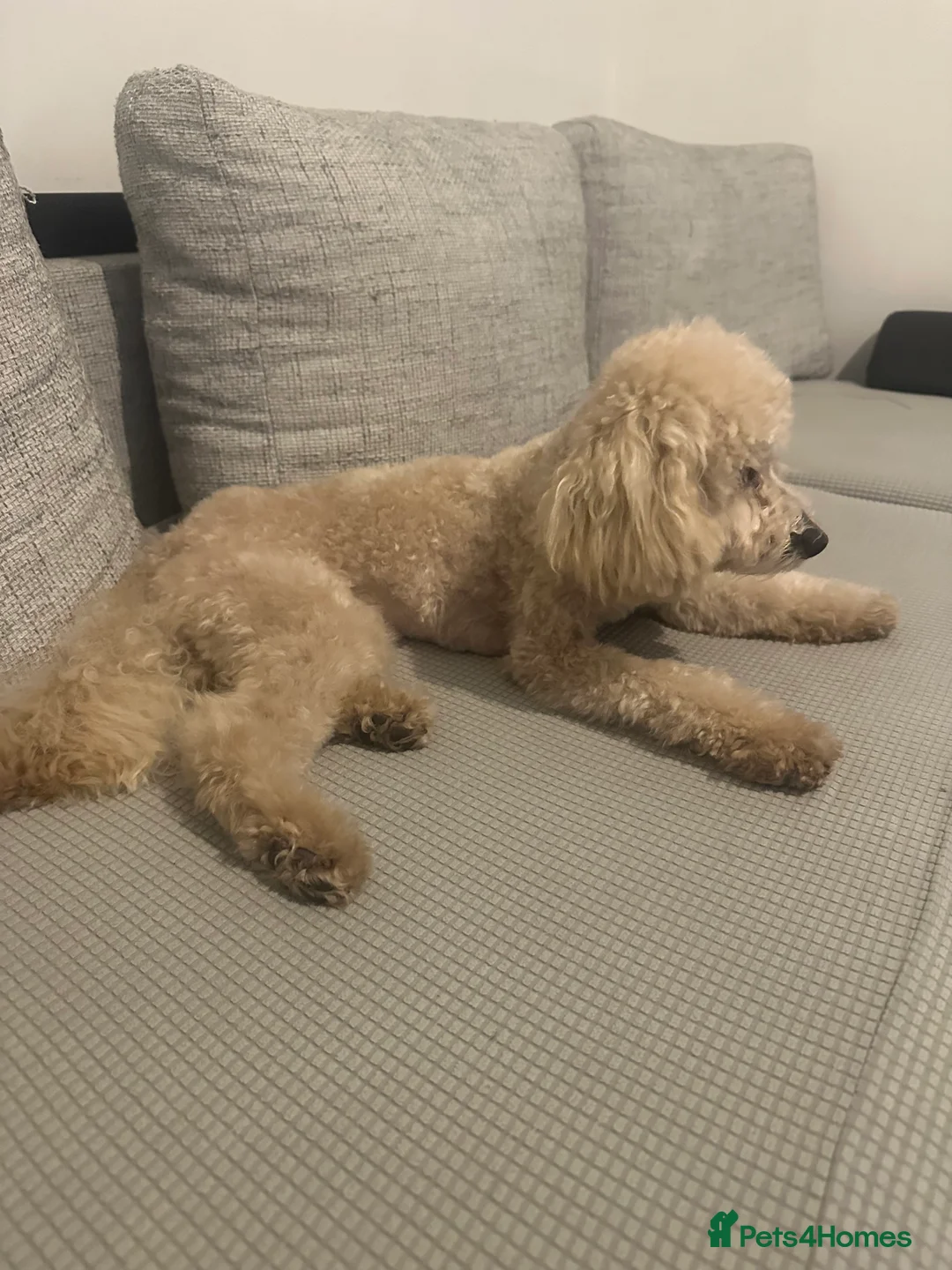 Miniature Poodle dogs for sale: Mounty in Leeds - Advert 8