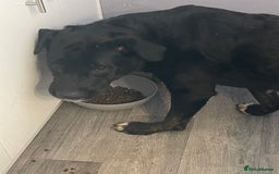 Mixed Breed dogs for sale: English mastiff x Belgian malinois - Image 3