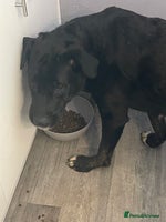 Mixed Breed dogs - Advert 11