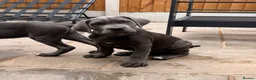 Cane Corso dogs for sale: X-Man Bloodline, Pedigree Cane Corso Puppies - Advert 25