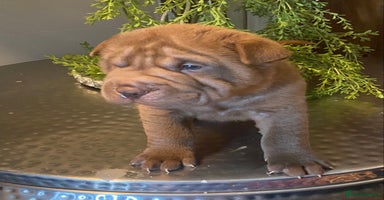 Shar Pei dogs - Advert 13